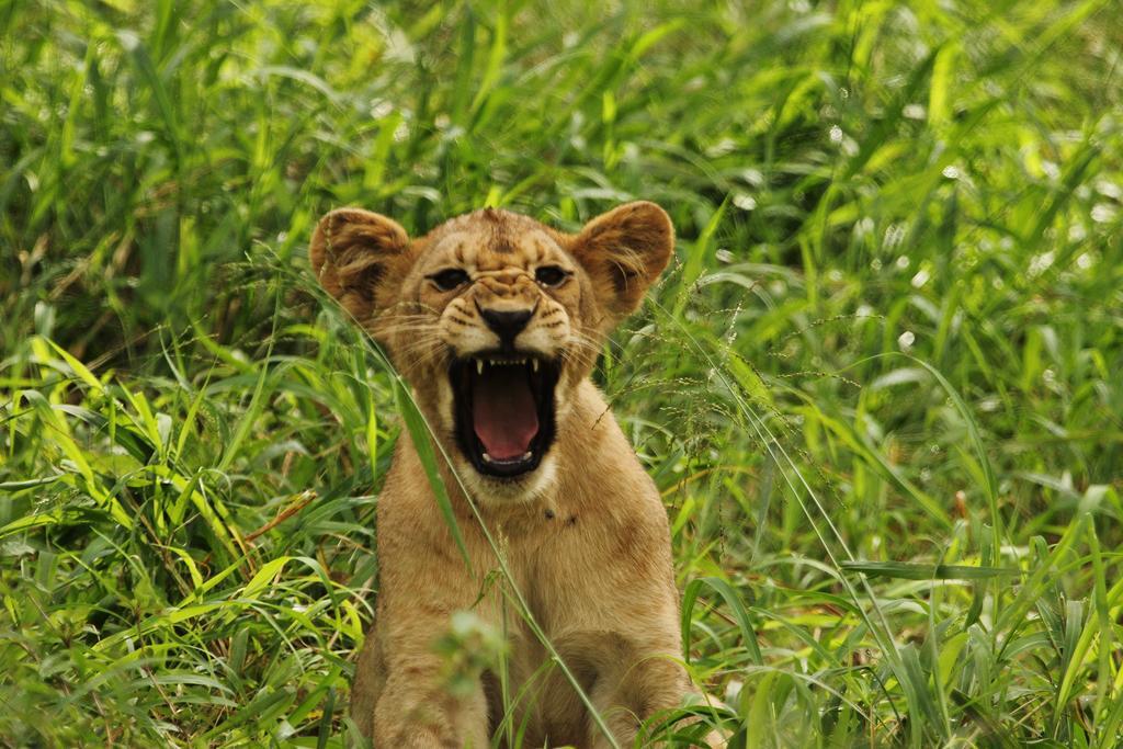 Leopard Mountain Safari Lodge Manyoni Private Game Reserve Екстер'єр фото