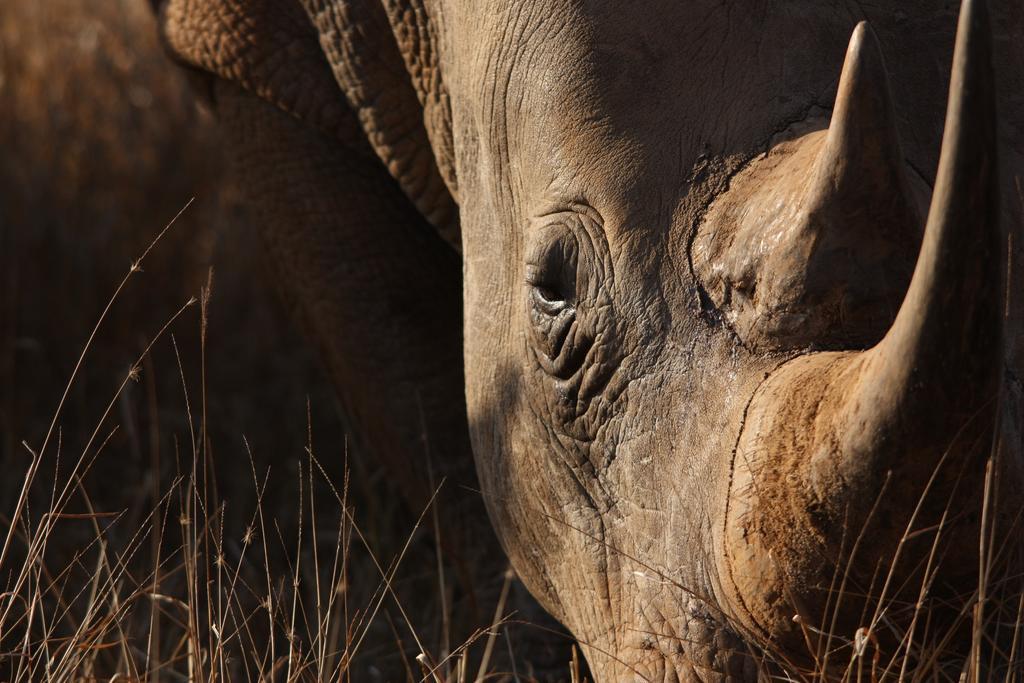 Leopard Mountain Safari Lodge Manyoni Private Game Reserve Екстер'єр фото