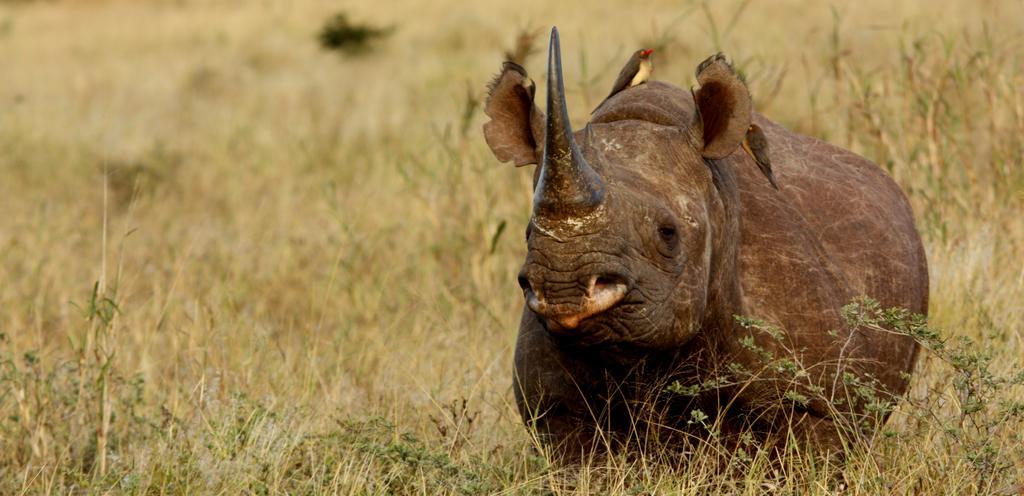Leopard Mountain Safari Lodge Manyoni Private Game Reserve Екстер'єр фото
