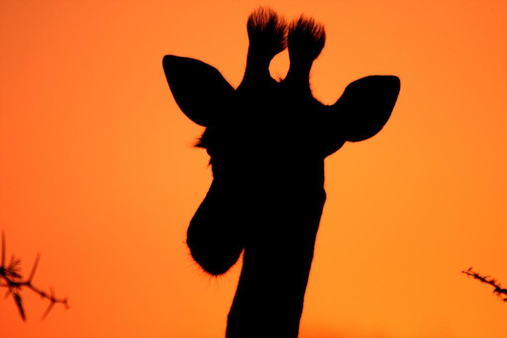 Leopard Mountain Safari Lodge Manyoni Private Game Reserve Екстер'єр фото
