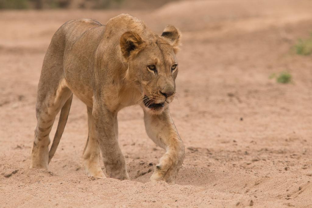 Leopard Mountain Safari Lodge Manyoni Private Game Reserve Екстер'єр фото