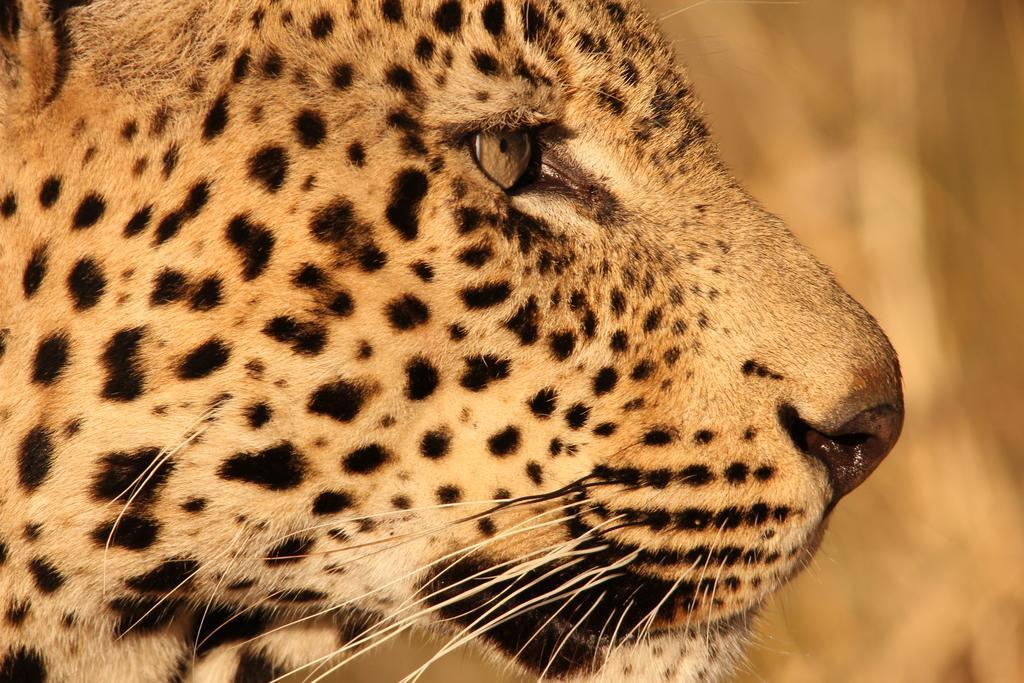 Leopard Mountain Safari Lodge Manyoni Private Game Reserve Екстер'єр фото
